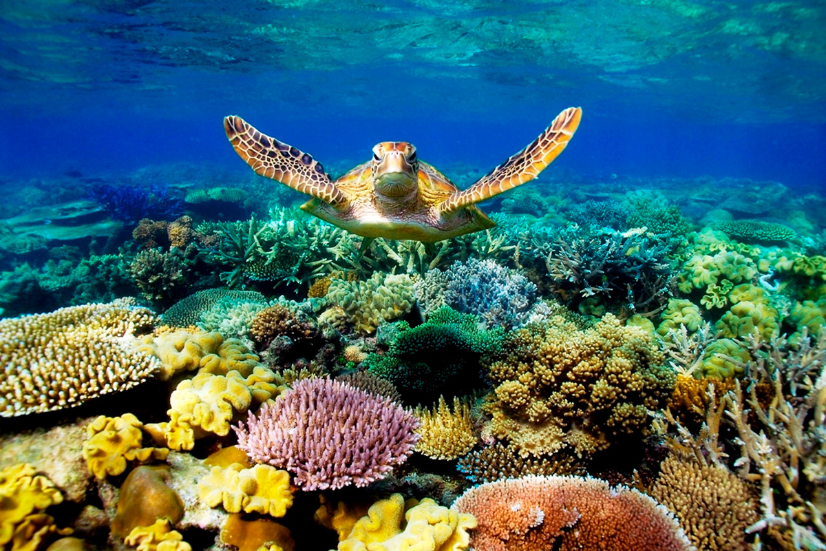 Great Barrier Reef Australia travel specialist